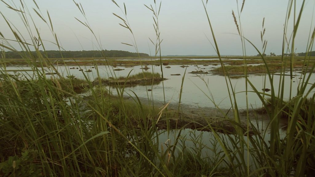 Alamoosook Lake, Morning Sounds of Maine